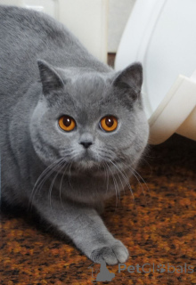 Photo №3. Purrfect British Shorthair disponible pour adoption. La Grande-Bretagne