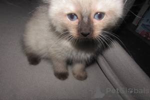 Photo №4. Je vais vendre ragdoll en ville de Charleston. éleveur - prix - 531€