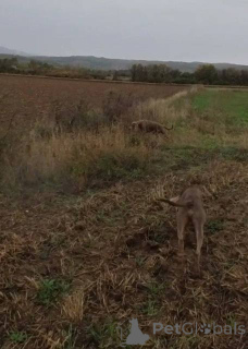 Photo №4. Je vais vendre braque de weimar en ville de Kruševac.  - prix - 500€