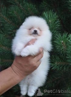 Photo №3. Chiots Poméranie à vendre. Fédération de Russie