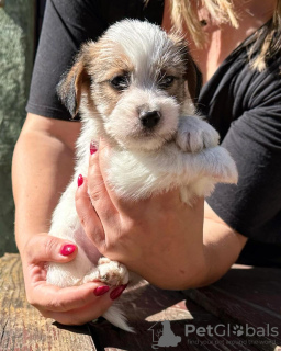 Photo №1. jack russell terrier - à vendre en ville de Belgrade | négocié | Annonce №119731