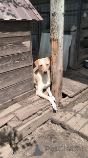 Photo №2 de l'annonce № 148956 de la vente chien bâtard - acheter à Fédération de Russie annonce privée