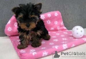 Photo №1. yorkshire terrier - à vendre en ville de Helsinki | 250€ | Annonce №117144