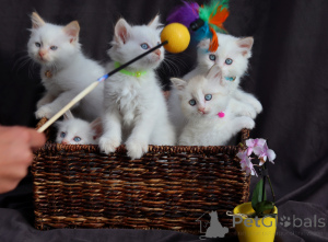 Photo №3. Adorables chatons cherchent des familles aimantes.. Suisse