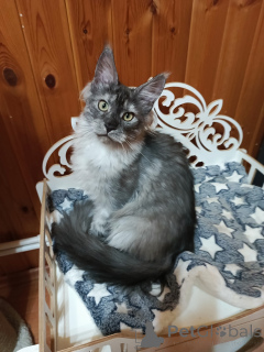 Photo №1. maine coon - à vendre en ville de Москва | 862€ | Annonce № 140006