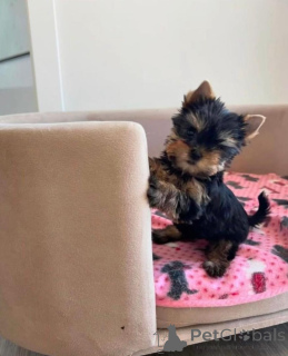 Photo №4. Je vais vendre yorkshire terrier en ville de Helsinki.  - prix - 550€