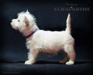 Photo №2 de l'annonce № 1632 de la vente west highland white terrier - acheter à La Moldavie de la fourrière