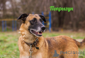 Photo №1. chien bâtard - à vendre en ville de Москва | Gratuit | Annonce №17920