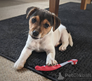 Photo №1. jack russell terrier - à vendre en ville de Crered | 450€ | Annonce №169447