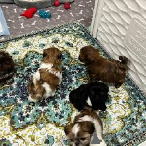 Photo №2 de l'annonce № 162419 de la vente shih tzu - acheter à Belgique annonce privée, éleveur