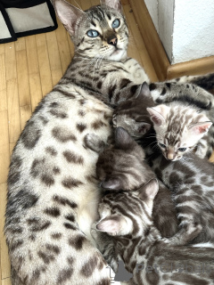 Photo №1.  - à vendre en ville de Karlsruhe | négocié | Annonce № 146423