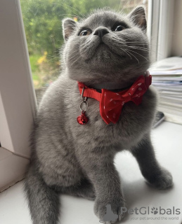 Photo №1. british shorthair - à vendre en ville de Munich | 255€ | Annonce № 108929