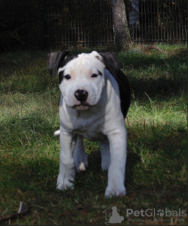 Photo №2 de l'annonce № 11019 de la vente american staffordshire terrier - acheter à Fédération de Russie de la fourrière, éleveur