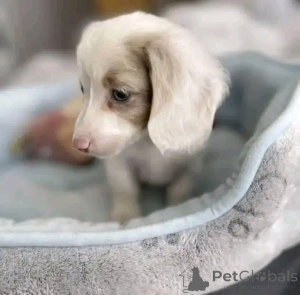 Photo №2 de l'annonce № 164546 de la vente teckel - acheter à La finlande annonce privée, de l'abri