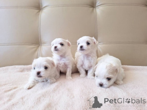 Photo №1. bichon maltais - à vendre en ville de Nuire | 250€ | Annonce №176327