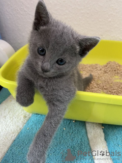 Photo №2 de l'annonce № 71729 de la vente bleu russe - acheter à Australie annonce privée, éleveur