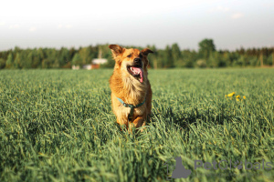 Photo №2 de l'annonce № 18309 de la vente chien bâtard - acheter à Fédération de Russie annonce privée