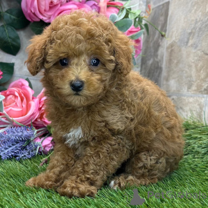 Photo №1. caniche (jouet) - à vendre en ville de Bruxelles | 350€ | Annonce №168598
