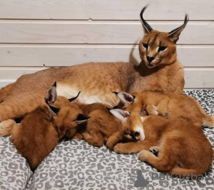 Photo №1. caracal - à vendre en ville de Братислава | 250€ | Annonce № 117064