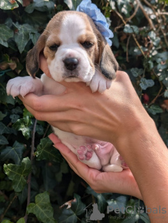 Photo №2 de l'annonce № 115042 de la vente beagle - acheter à USA annonce privée