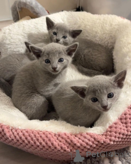 Photo №1. bleu russe - à vendre en ville de Ludwigshafen | 350€ | Annonce № 151259