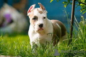 Photo №4. Je vais vendre american staffordshire terrier en ville de Wrocław. éleveur - prix - 800€