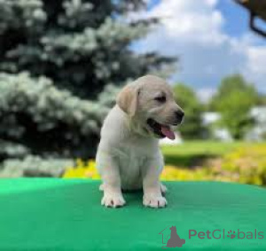 Photo №4. Je vais vendre labrador retriever en ville de Amsterdam. annonce privée, éleveur - prix - Gratuit