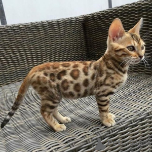 Photo №3. Chats Bengal mâles et femelles disponibles à la vente. Albanie