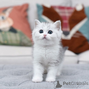 Photo №3. le petit Scottish Fold prêt à faire fondre les cœurs Ces grands yeux ronds. Italie
