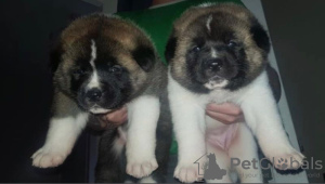 Photo №1. akita (chien) - à vendre en ville de Cologne | 450€ | Annonce №130438