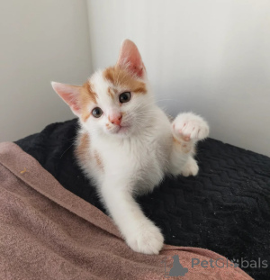 Photo №1. american shorthair - à vendre en ville de Estringen | 350€ | Annonce № 178441