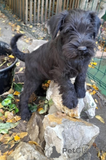 Photos supplémentaires: Chiots Schnauzer nain avec un excellent pedigree