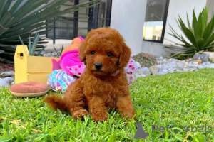 Photo №1. caniche (jouet) - à vendre en ville de Ljubljana | négocié | Annonce №178235