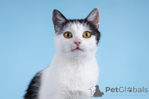 Photo №4. Je vais vendre  en ville de Khimki. de l'abri - prix - Gratuit