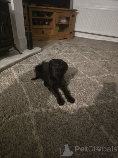 Photo №1. labrador retriever - à vendre en ville de Ath | 400€ | Annonce №157790