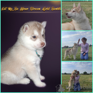 Photo №2 de l'annonce № 13222 de la vente husky de sibérie - acheter à Ukraine de la fourrière