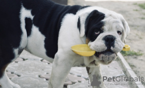 Photo №1. bulldog anglais - à vendre en ville de Minsk | 577€ | Annonce №25371