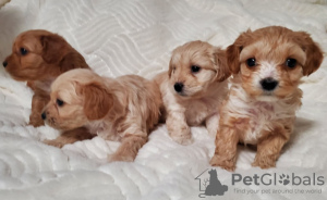 Photo №3. Chiots. USA