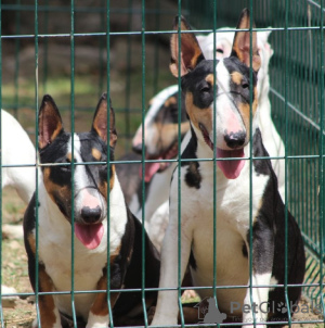 Photo №2 de l'annonce № 119655 de la vente bull terrier - acheter à Serbie 