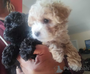 Photo №2 de l'annonce № 150142 de la vente maltipu - acheter à Allemagne annonce privée, éleveur