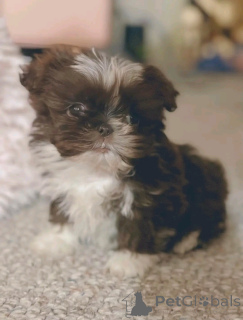 Photo №2 de l'annonce № 137180 de la vente shih tzu - acheter à Allemagne annonce privée, éleveur
