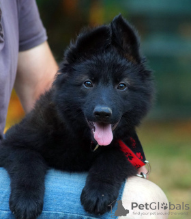 Photos supplémentaires: Magnifiques chiots berger allemand dsh.