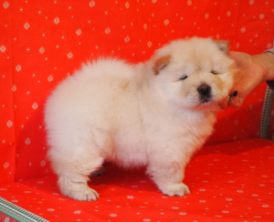 Photos supplémentaires: Chiots chow chow