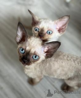Photo №1. devon rex - à vendre en ville de Berlin | 350€ | Annonce № 135965