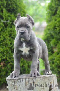 Photo №2 de l'annonce № 168823 de la vente cane corso - acheter à Serbie 