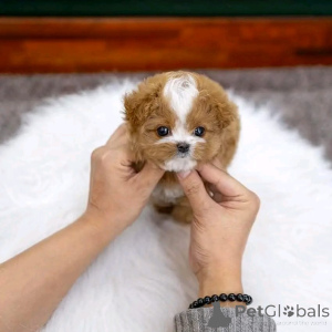 Photo №1. caniche (jouet) - à vendre en ville de Chicago | négocié | Annonce №137537