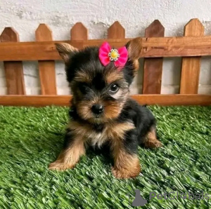 Photo №2 de l'annonce № 123113 de la vente yorkshire terrier - acheter à USA 