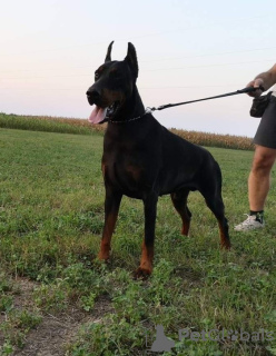 Photos supplémentaires: Meilleurs chiots Dobermann