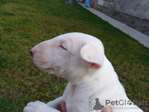 Photo №4. Je vais vendre bull terrier en ville de Москва. annonce privée - prix - négocié