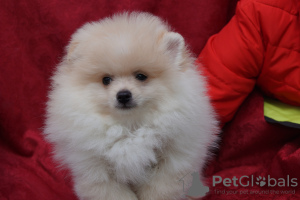 Photo №4. Je vais vendre spitz nain en ville de Москва. éleveur - prix - 370€